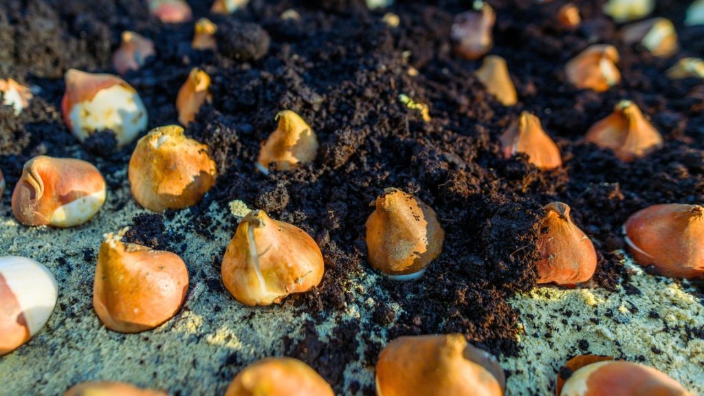 When to Plant and Mulch Spring Bulbs